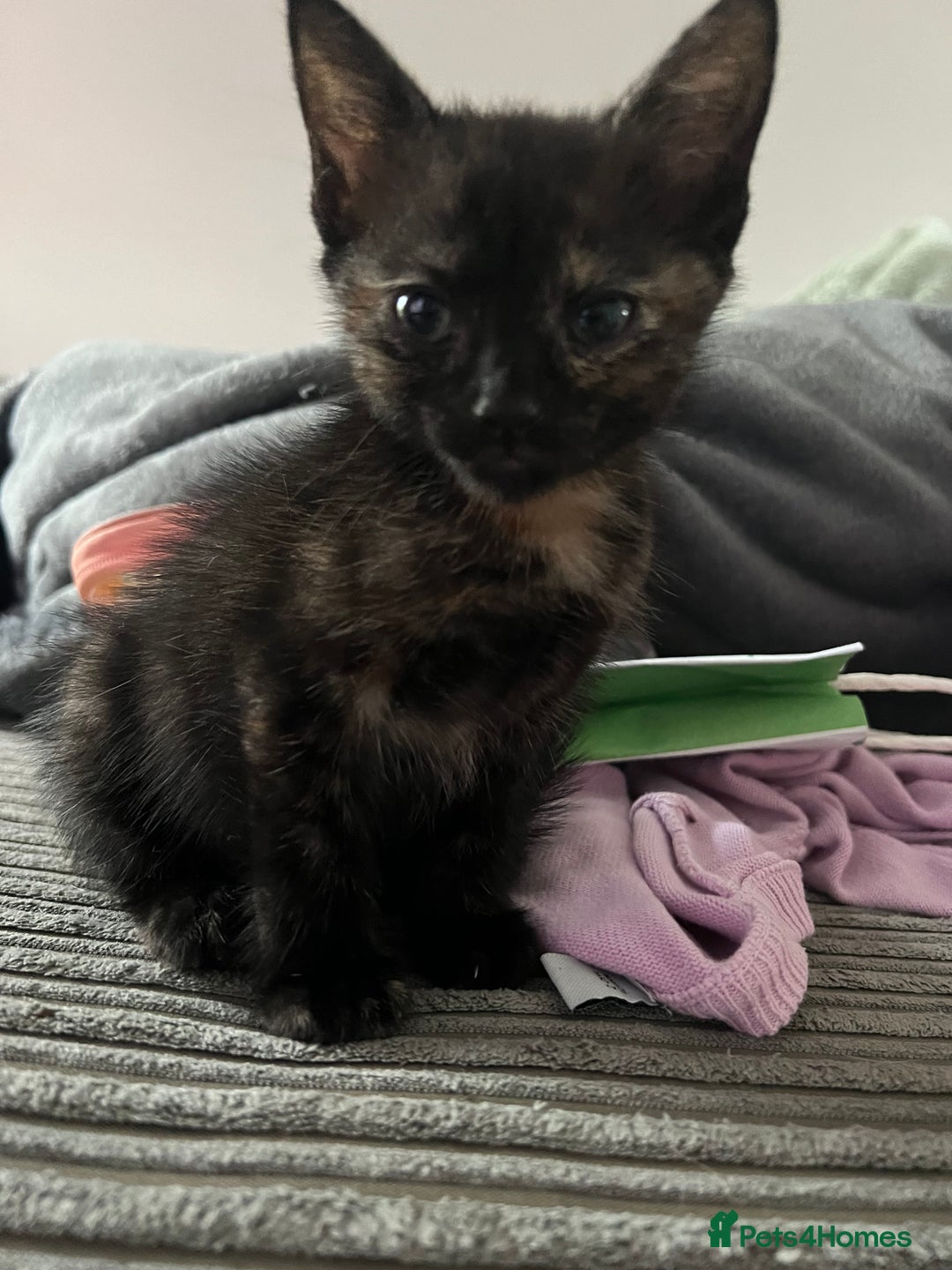 Mixed Breed cats for sale: 1 male 1 female kittens - Image 9