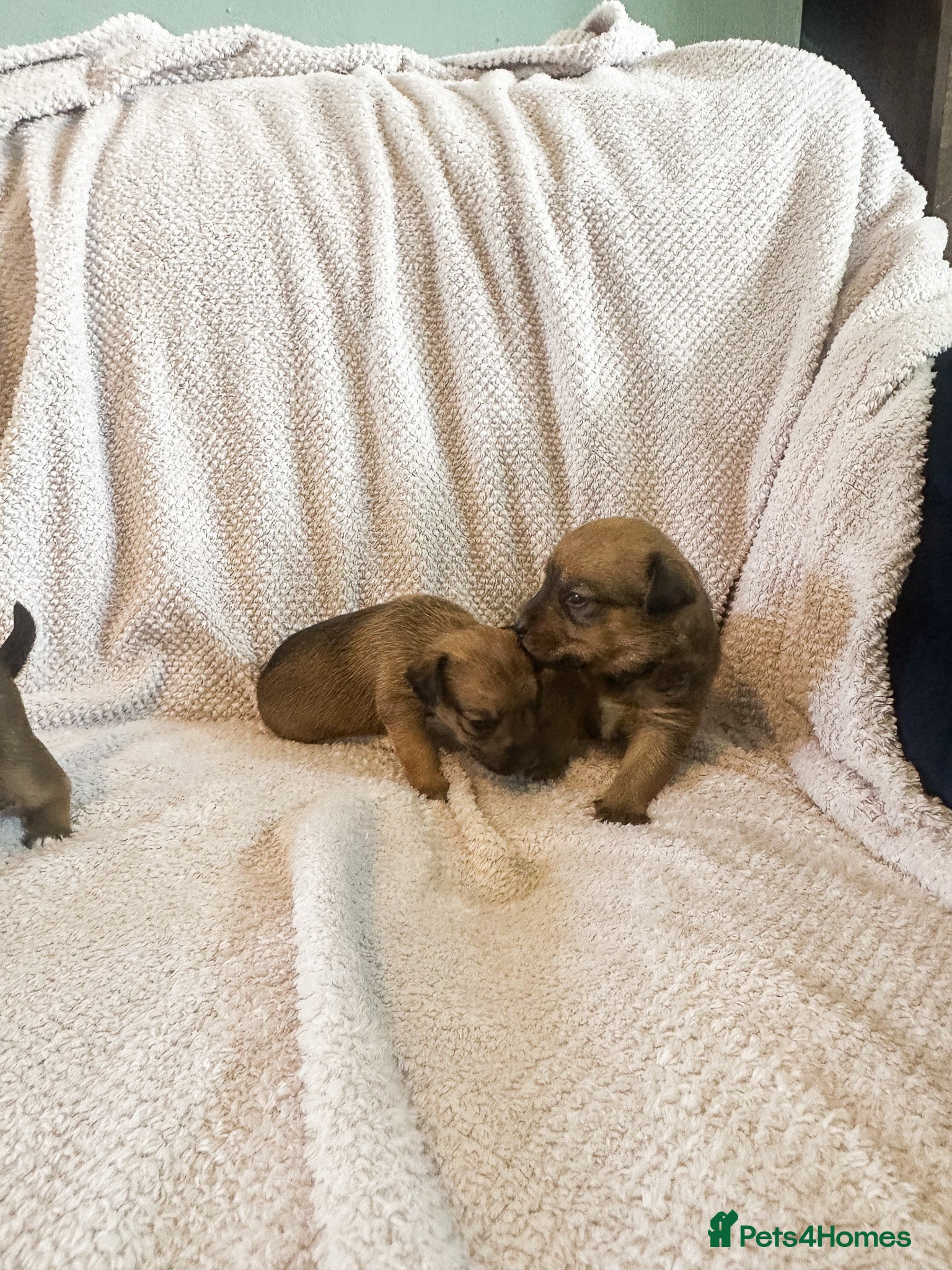 Mixed Breed dogs for sale: Patterdale X Lakeland Puppies for Sale in Letchworth Garden City - Advert 18