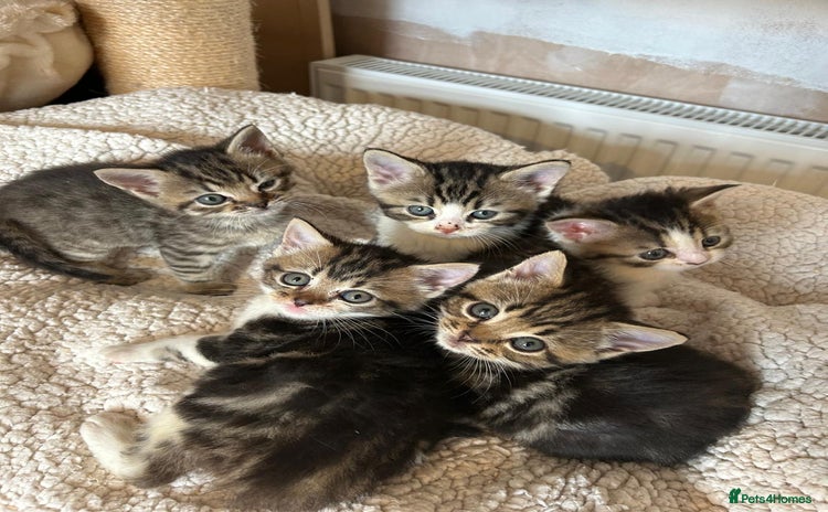 Mixed Breed cats - Advert 8