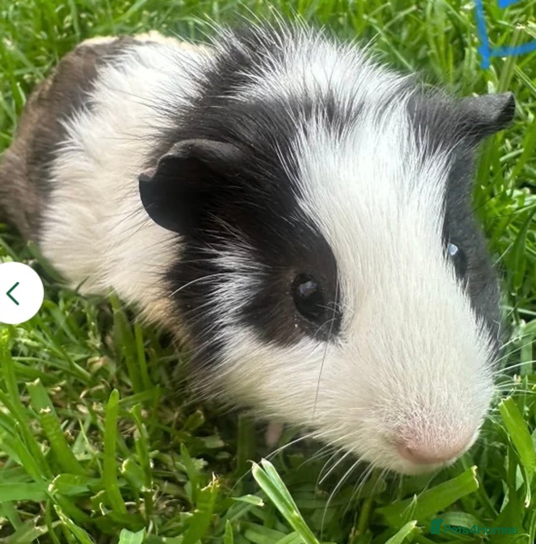 Guinea Pig rodents for sale: 2 male guinea pigs for sale! - Image 2