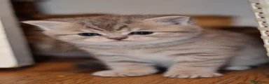 Golden Blue Tabby girl 