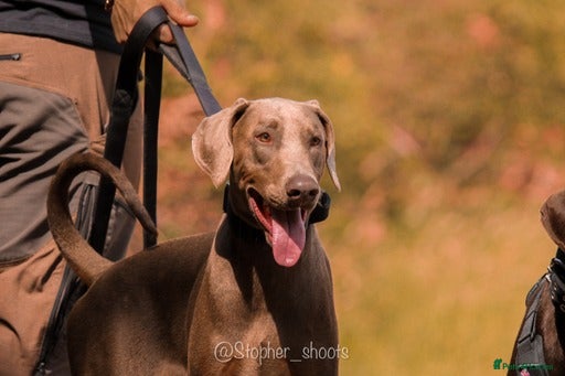 Dobermann dogs Proven isabella doberman for stud in Coventry - Advert 1
