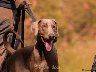 Dobermann dogs in Coventry - Advert 4