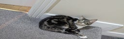Domestic Shorthair cats for sale: Tabby cat  - Advert 3