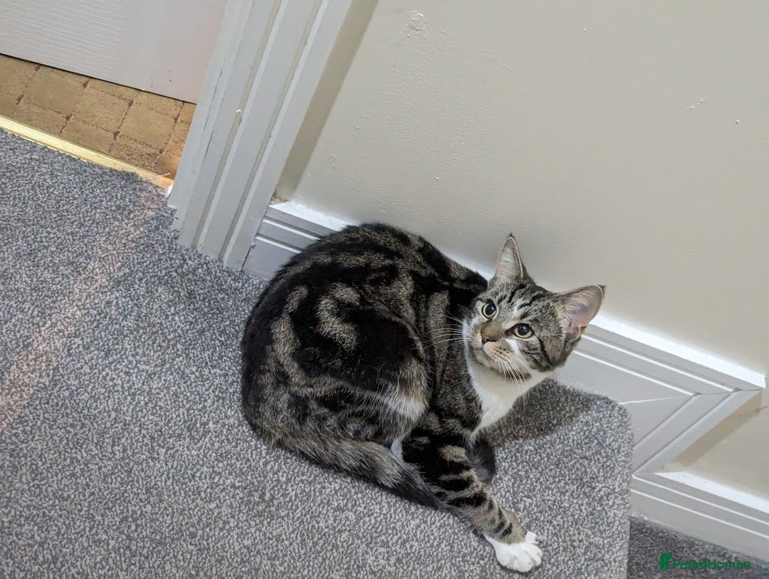 Domestic Shorthair cats for sale: Tabby cat  - Advert 3