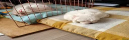 Maltese dogs for sale: Pure high quality Maltese pupies  - Advert 7