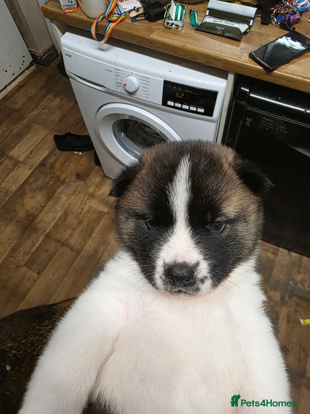 Akita dogs for sale: American akita puppy  - Advert 3