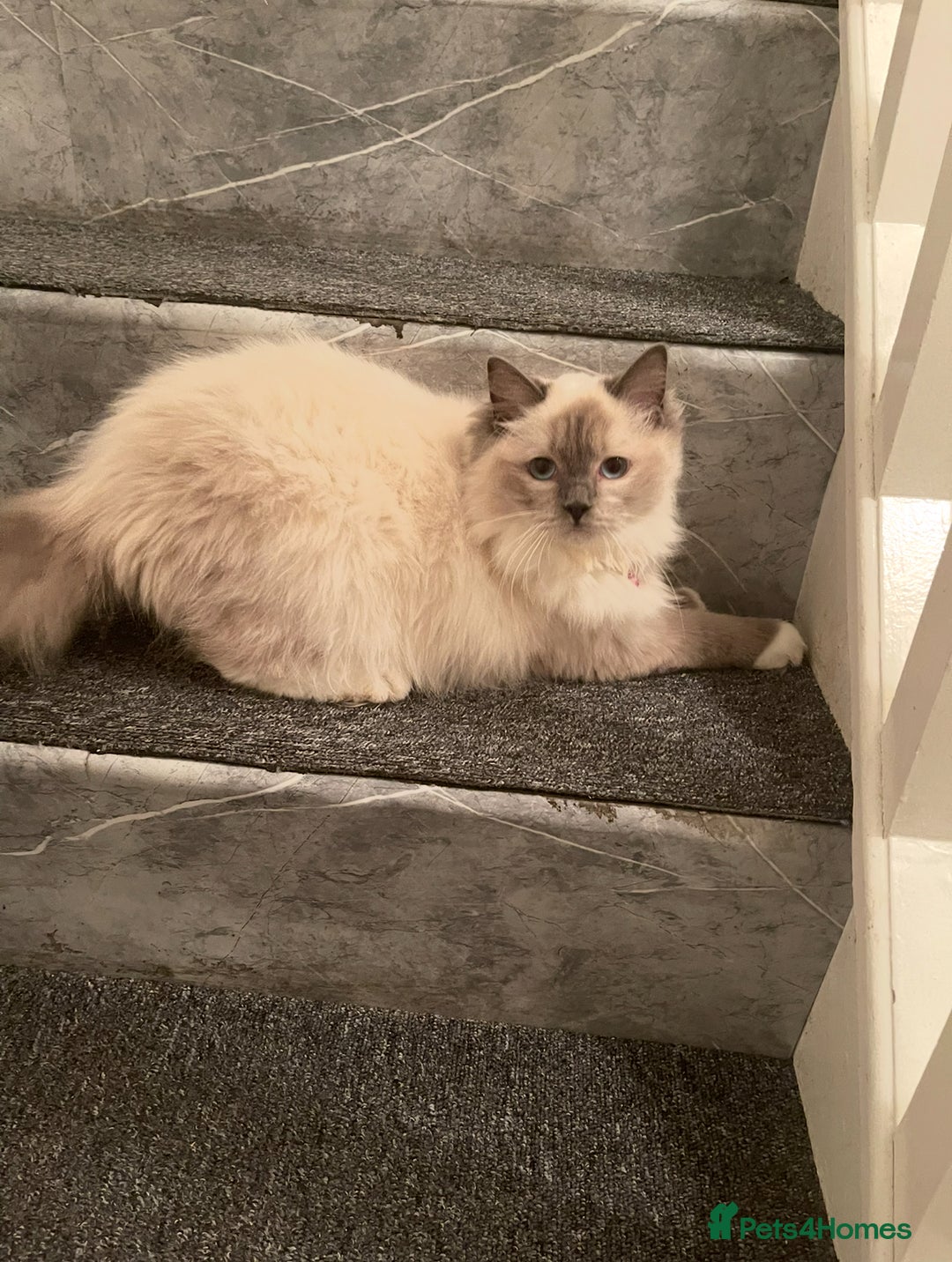 Ragdoll cats for sale: Champion breed Ragdolls Tica registered - Advert 6