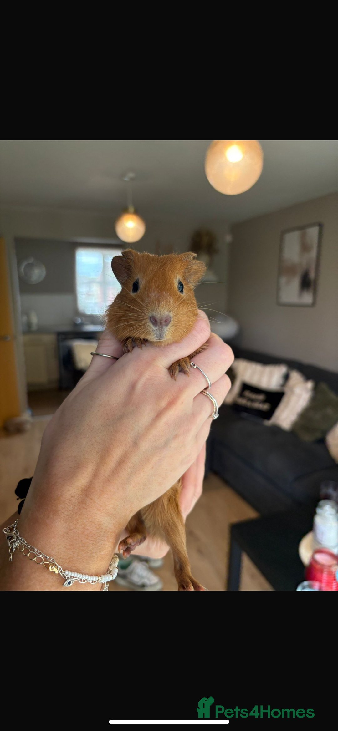 Guinea Pig rodents for sale: 2female guinea pigs  - Image 4
