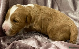 Labradoodle dogs for sale: Labradoodles for Sale! - Image 40