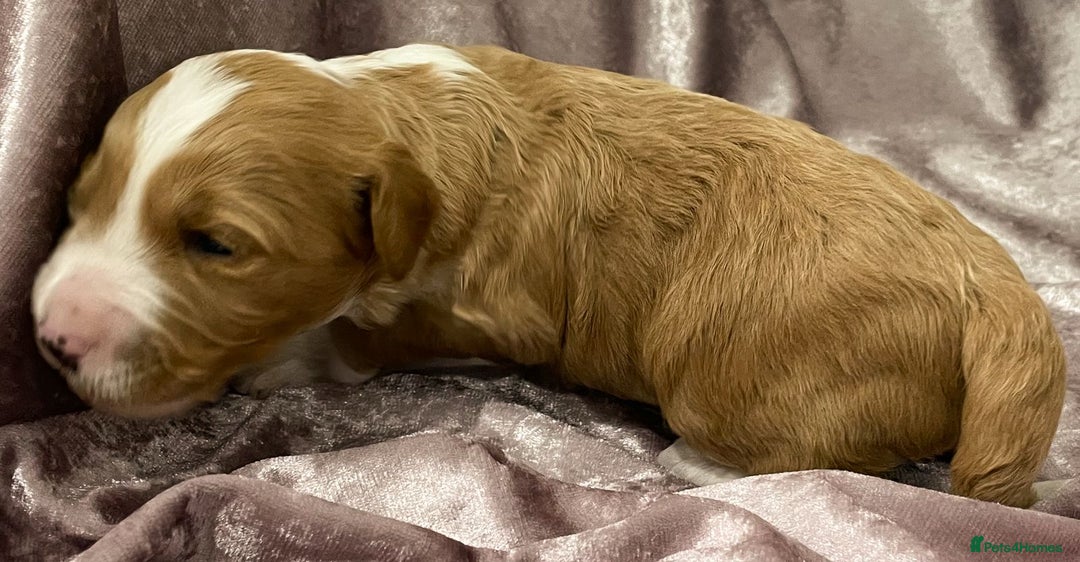 Labradoodle dogs for sale: Labradoodles for Sale! - Image 40