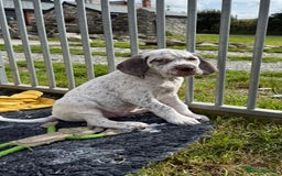 Pointer dogs for sale: French Pointer - Braque du Bourbonnais 🇫🇷  - Image 5