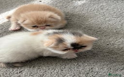Persian cats for sale: Stunning Persian kittens  - Image 7