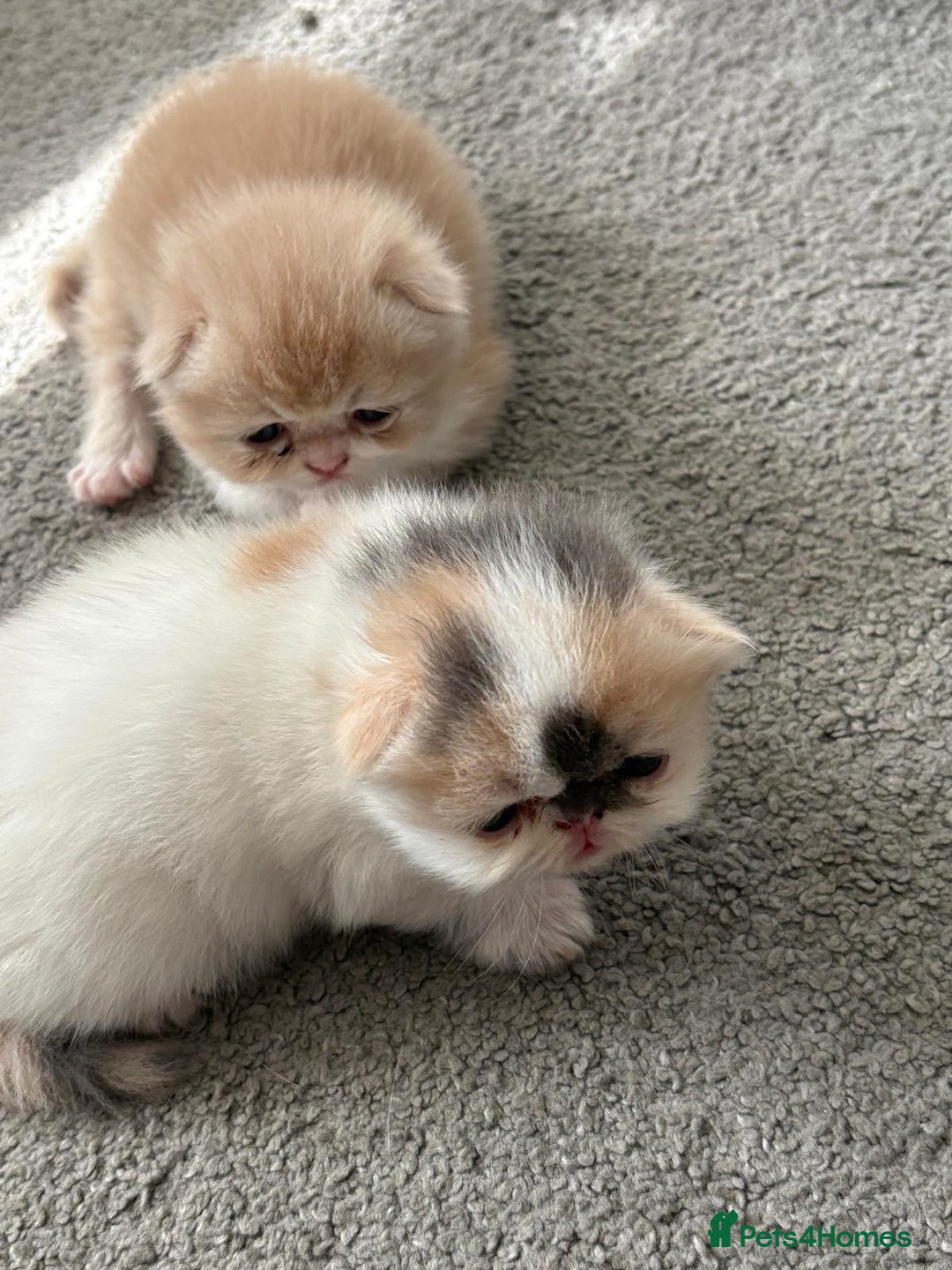 Persian cats for sale: Stunning Persian kittens  - Image 7