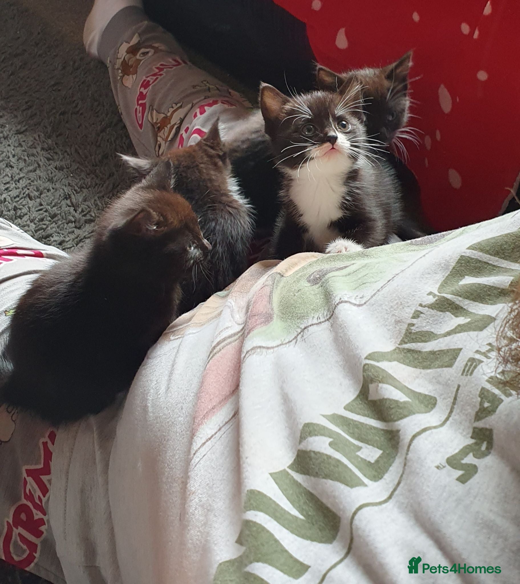 Mixed Breed cats 3 beautiful tux girls ready for new home - Advert 1