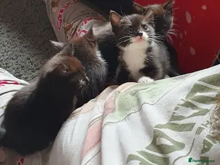 Mixed Breed cats 3 beautiful tux girls ready for new home - Advert 12