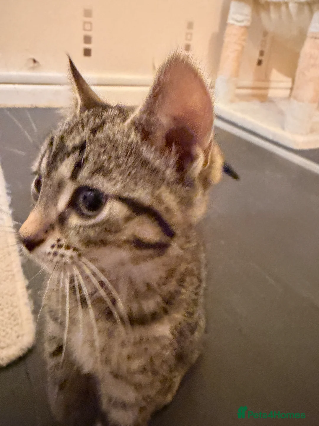 Mixed Breed cats for sale: 1 female tabby, 1 male tabby and 1 male ghost tabb in Basingstoke - Advert 6