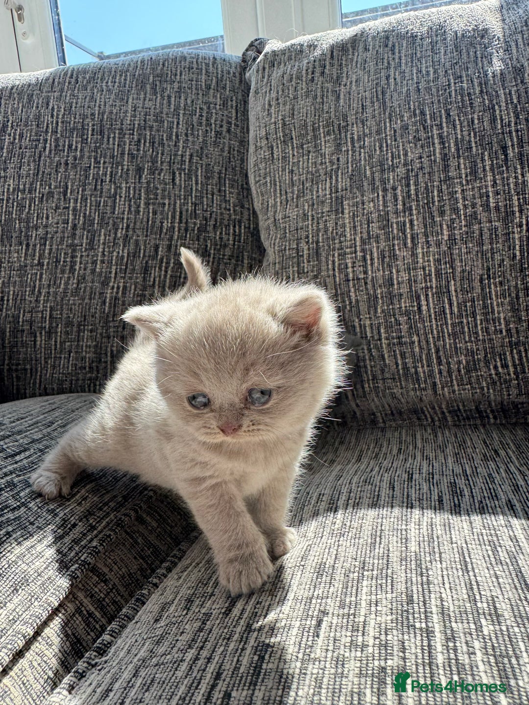 Scottish Fold cats for sale: Beautiful TICA reg Scottish Fold/Straight Kittens  - Image 4