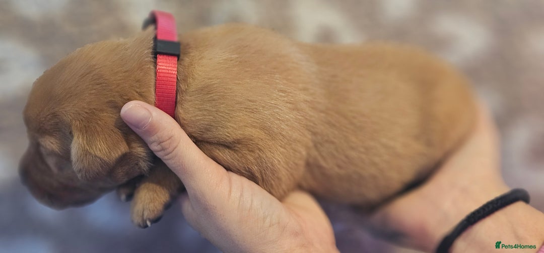 Labrador Retriever dogs for sale: KC Fox Red Labrador Puppys - Advert 33