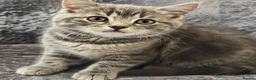 Mixed Breed cats for sale: Grey British Short Hair x British Long hair Kitten - Advert 6
