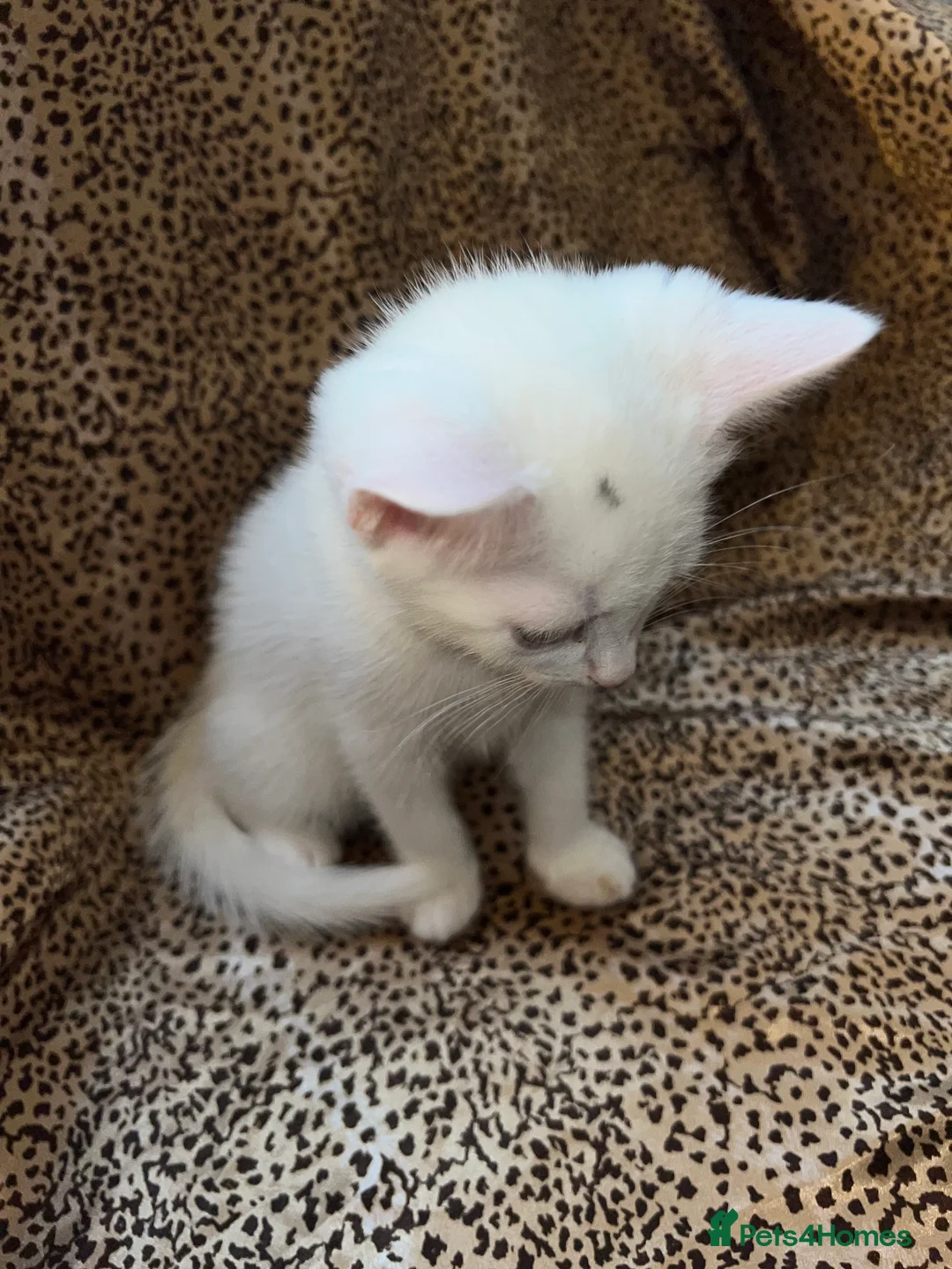 Turkish Angora cats for sale: Turkish Angola white kittens  - Advert 17