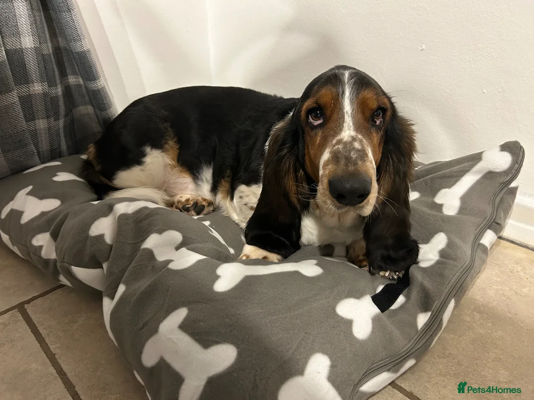 Basset Hound dogs for sale: Basset hound for sale in Swadlincote - Advert 2