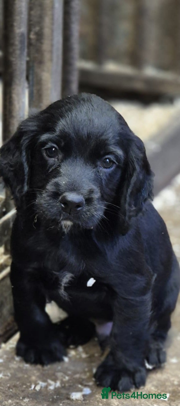Cocker Spaniel dogs Stunning FTC Kc registered, Cocker spaniel puppies - Advert 6