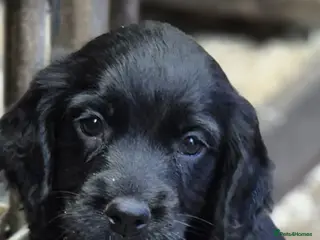 Cocker Spaniel dogs Stunning FTC Kc registered, Cocker spaniel puppies - Advert 6