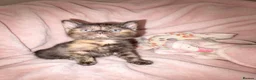 Mixed Breed cats for sale: 3 beautiful kittens for sale - Advert 9