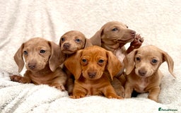 Miniature Dachshund dogs for sale: READY TO LEAVE Rainbow KC Reg Miniature Dachshunds - Image 6