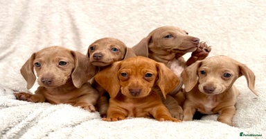 Miniature Dachshund dogs - Advert 1