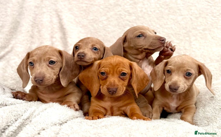 Miniature Dachshund dogs - Advert 11