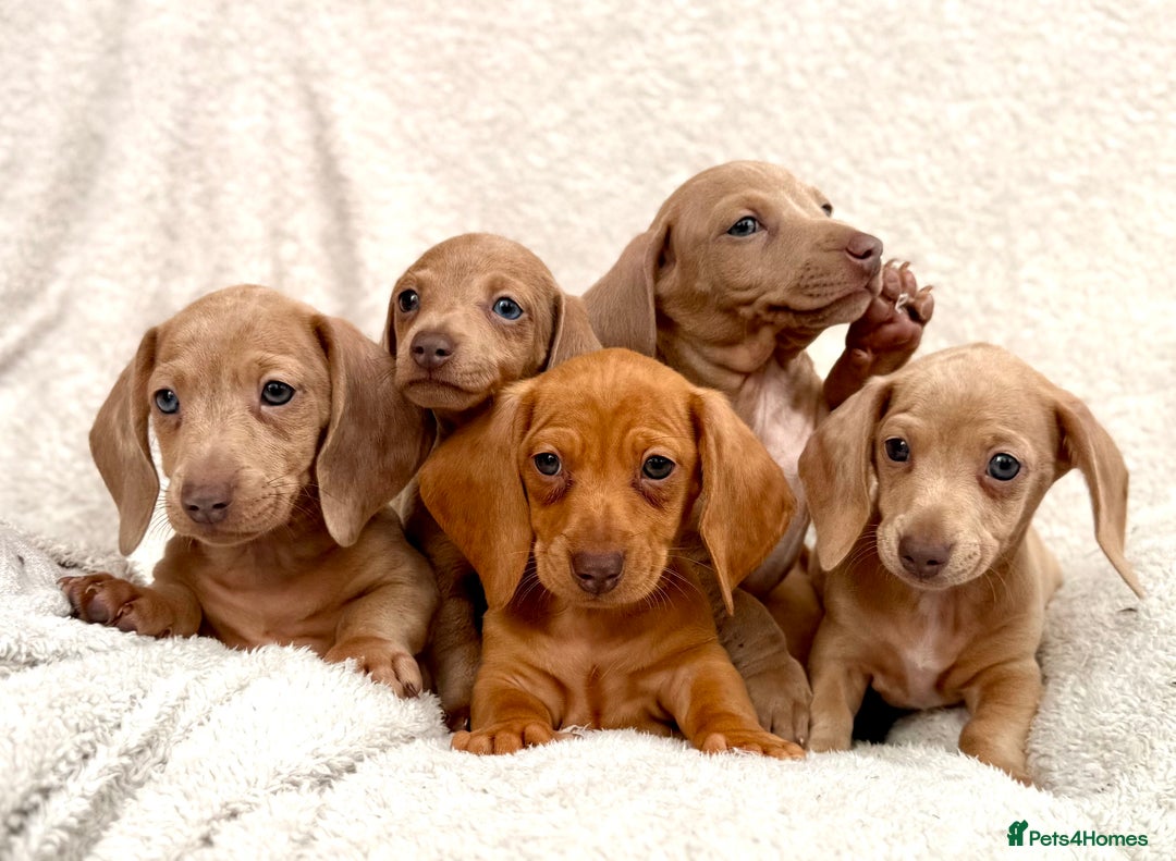 Miniature Dachshund dogs for sale: READY TO LEAVE Rainbow KC Reg Miniature Dachshunds - Image 6