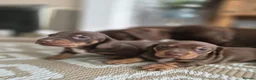 Miniature Dachshund dogs for sale: 2 beautiful bitches. Chocolate and tan - Advert 3