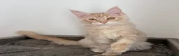 Maine Coon cats for sale: Champion line kittens 🥰 Ready to go 🥰 - Advert 6