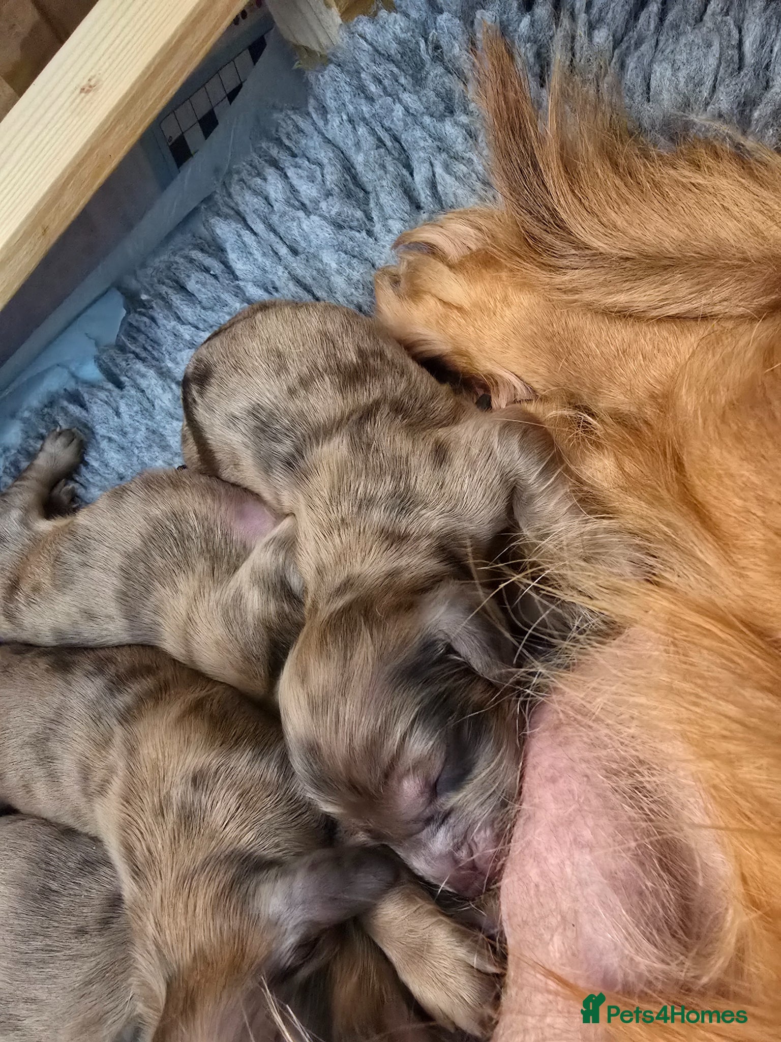 Dachshund dogs for sale: Standard Long Haired Dachshunds - Advert 9
