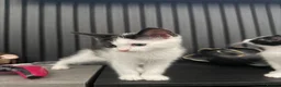 Mixed Breed cats for sale: 4 Adorable Playful Kittens Ready to Go 🐱❤️ in Thornton Heath - Advert 4