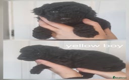 Cockapoo dogs for sale: READY NOWToy f1b cockapoo  - Image 3