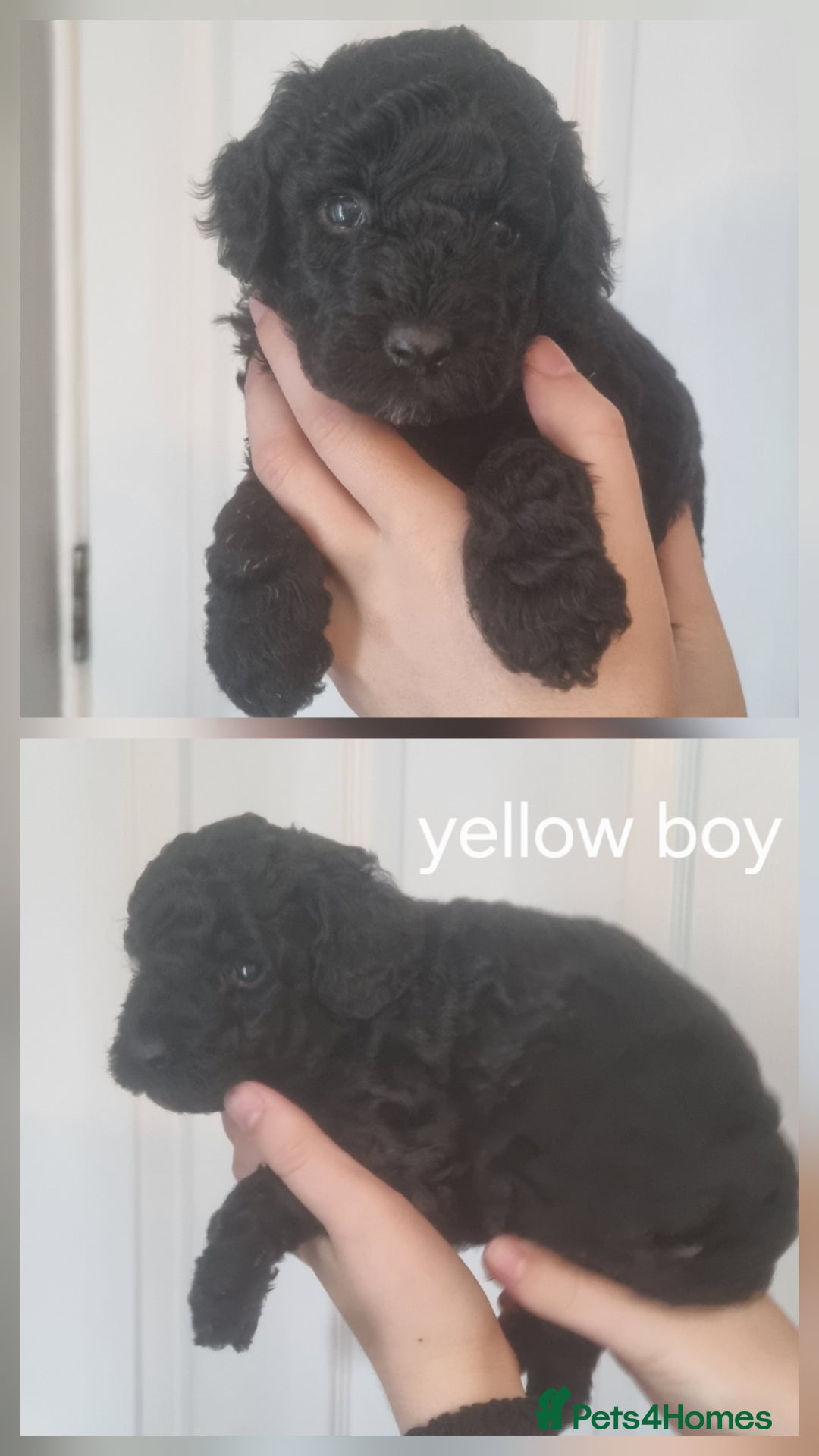 Cockapoo dogs for sale: READY NOWToy f1b cockapoo  - Image 3