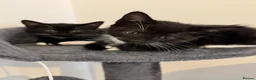 Mixed Breed cats for sale: 2 black and white Kittens  - Advert 2