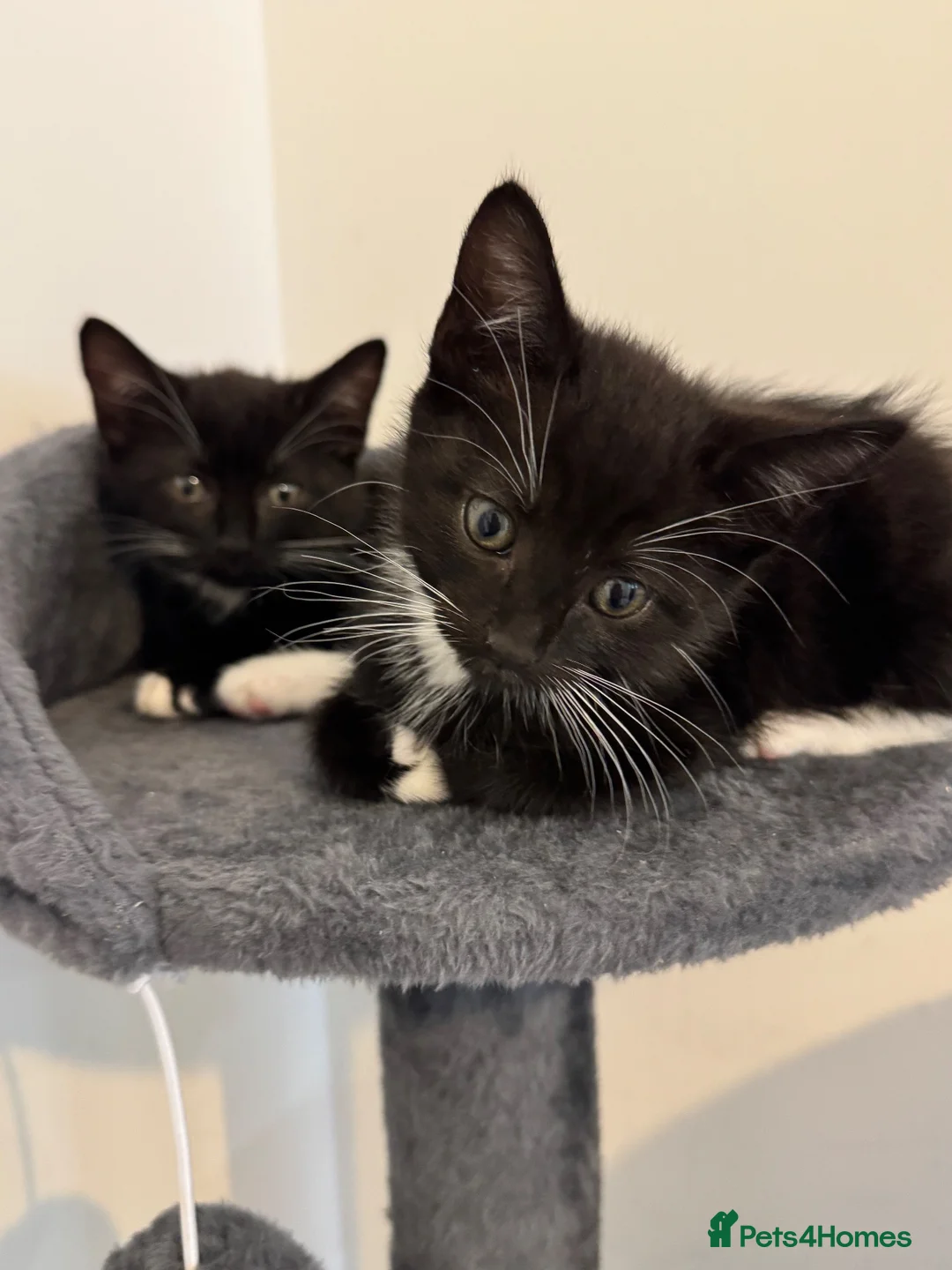 Mixed Breed cats for sale: 2 black and white Kittens  - Advert 2