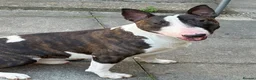 Bull Terrier dogs for stud: English bull terrier Crufts Qualifier  - Advert 10