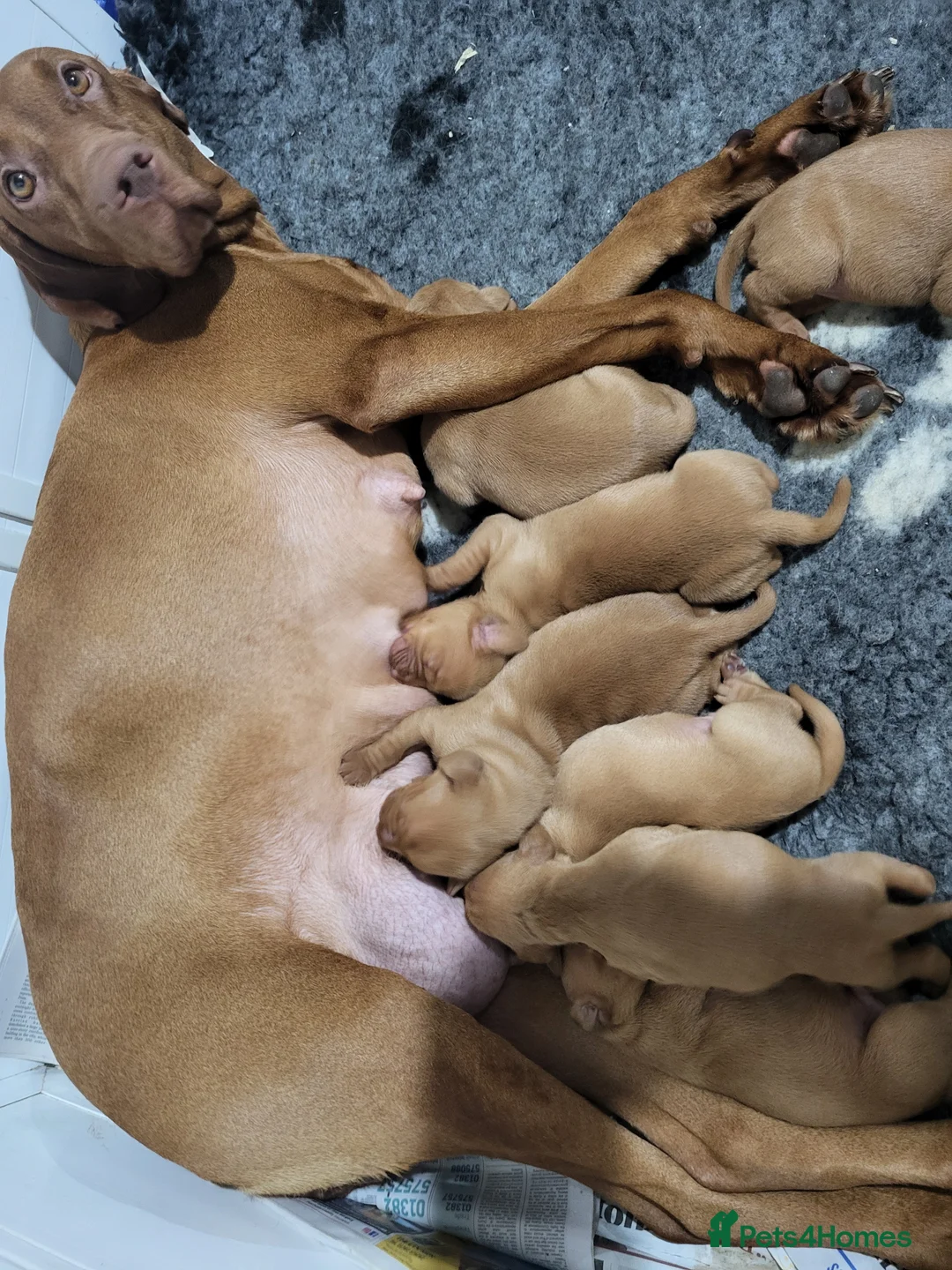 Hungarian Vizsla dogs for sale: Hungarian vizsla puppies for sale 2 boys still ava - Advert 1