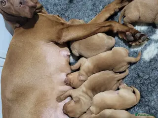 Hungarian Vizsla dogs Hungarian vizsla puppies for sale 2 boys still ava - Advert 2