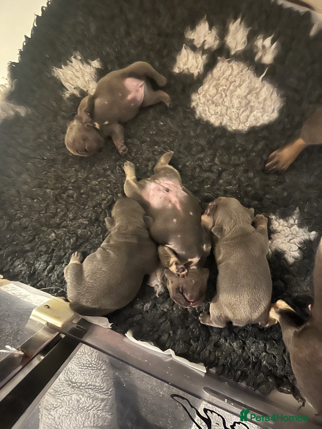 French Bulldog dogs for sale: Health tested kc reg blue/tan lilac tan puppies - Advert 17