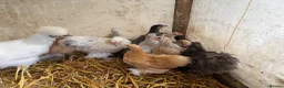 Hens poultry for sale: Pekin hens - Advert 6