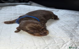 Miniature Dachshund dogs for sale: Miniature dacshund pups for sale - Image 7