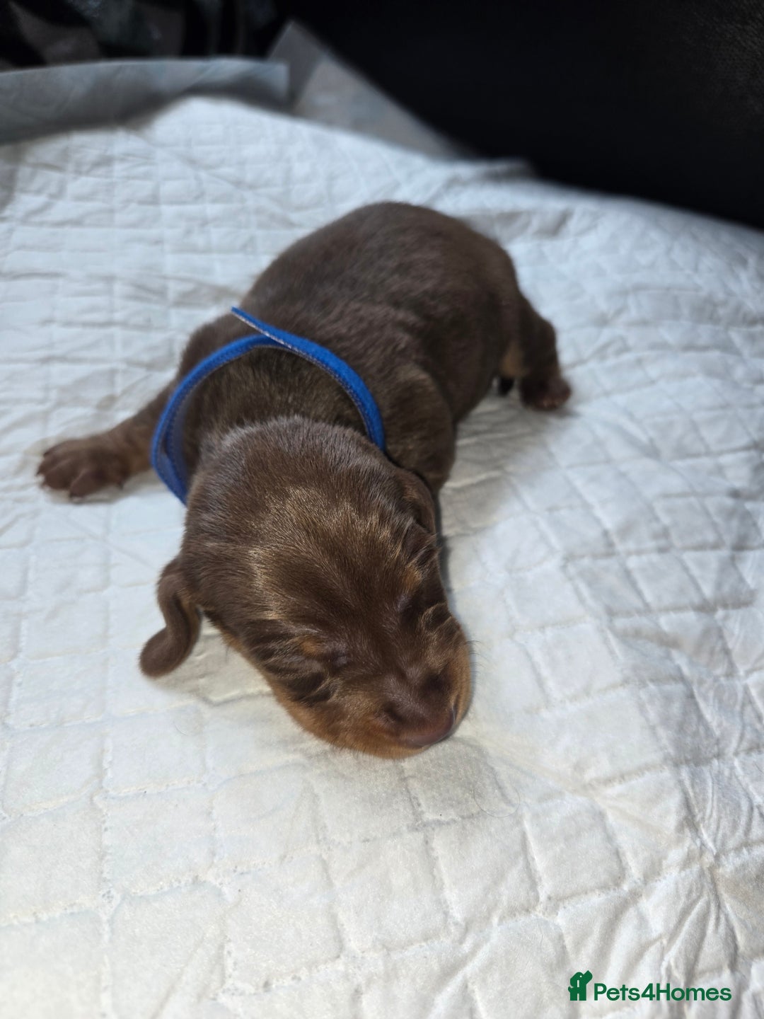 Miniature Dachshund dogs for sale: Miniature dacshund pups for sale - Image 7