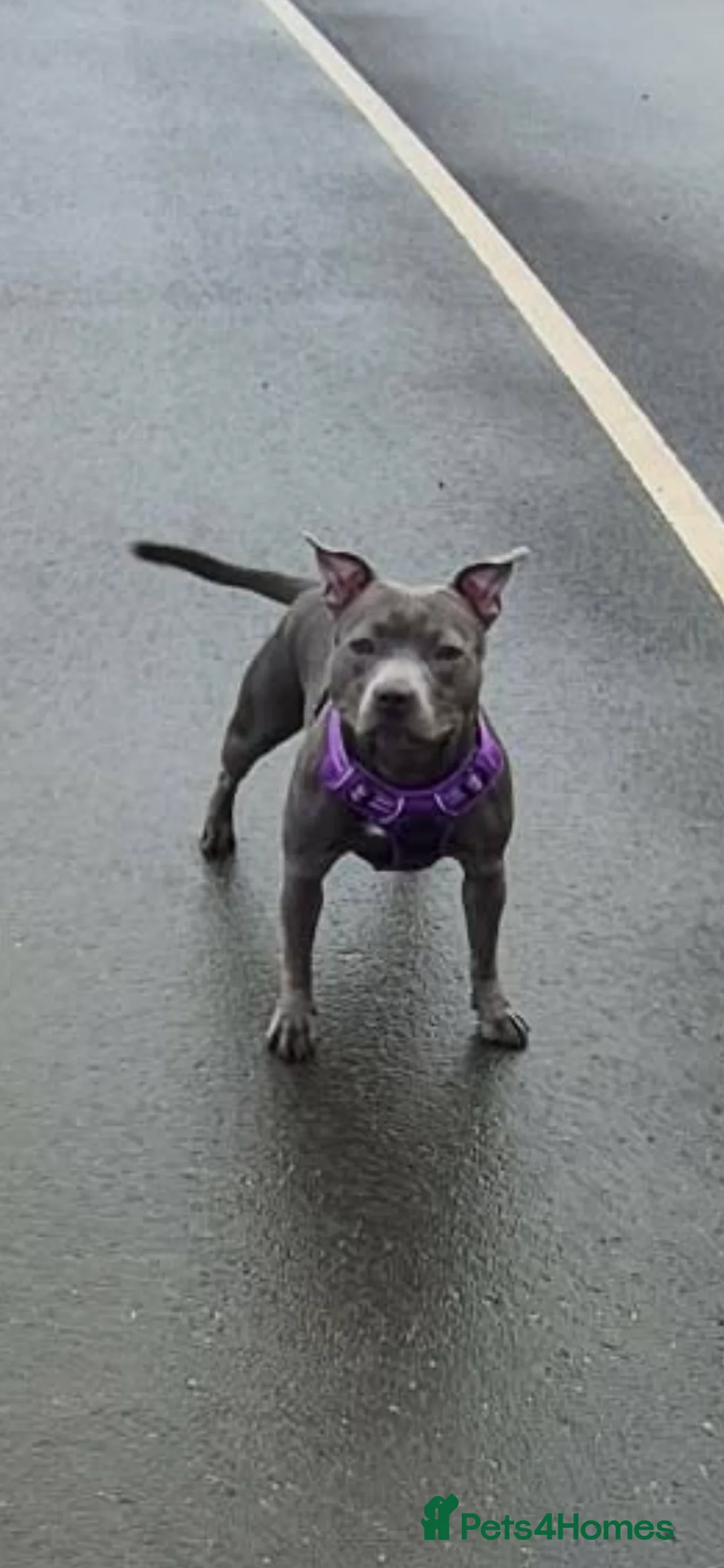 Staffordshire Bull Terrier dogs for sale: Female blue staffotfshire bull terrior - Advert 5