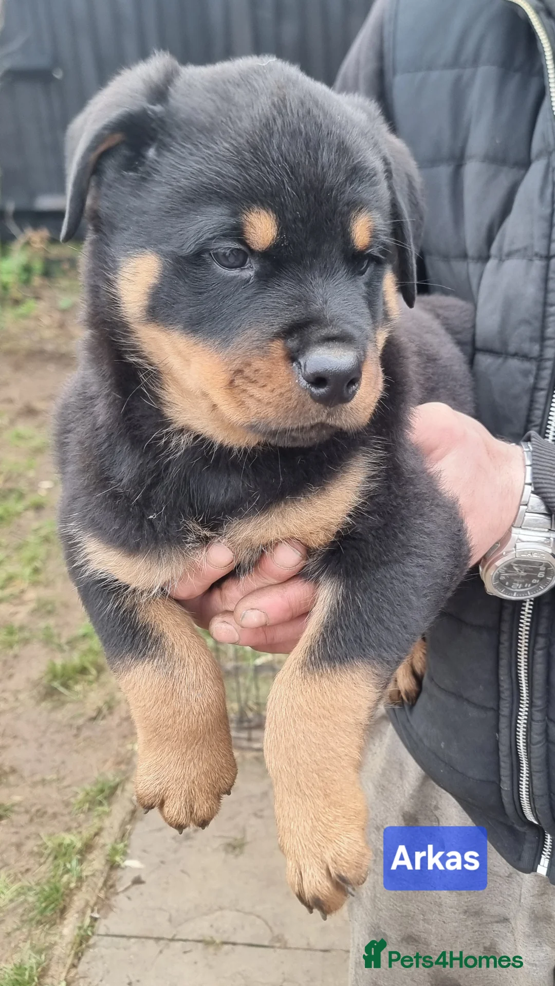 Rottweiler dogs for sale: ONLY 1 BOY LEFT Champion Bloodline KC Rottweilers - Advert 9